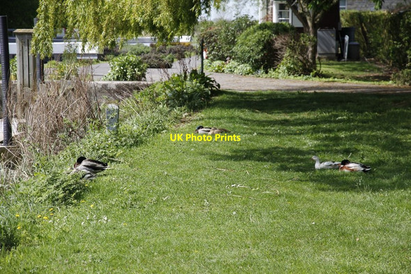 Photo 6"x4" Ducks at the lock Radcot c2012