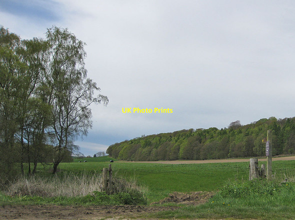 Photo 6"x4" Footpath to Huskit Hill Ganthorpe c2012