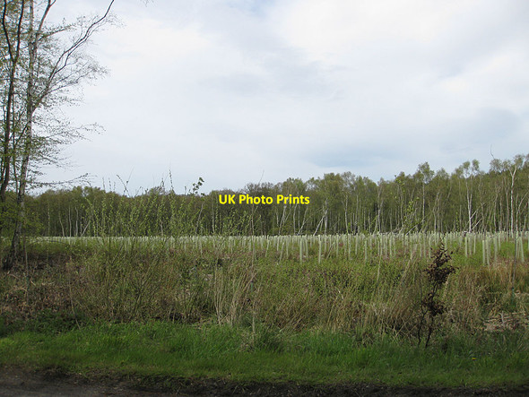 Photo 6"x4" Replanted woodland Ganthorpe c2012