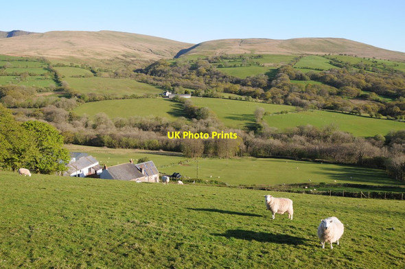 Photo 6"x4" Sheep above Pencarreg Talsarn\/SN7726 c2012