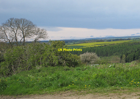 Photo 6"x4" Conifer plantation, Howardian Hills Scackleton c2012