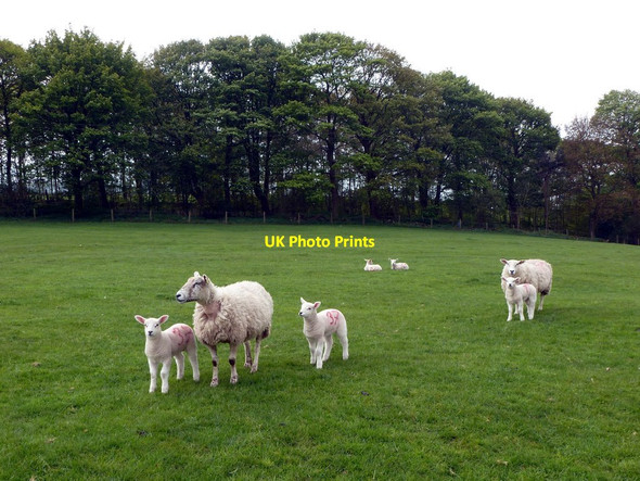 Photo 6"x4" Friendly sheep below Dirtlow Plantation Sheldon\/SK1768 c2012