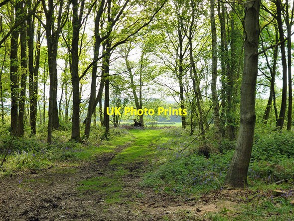 Photo 6"x4" In the corner of Warren Wood Flathurst c2012