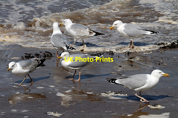 Photo 6"x4" Herring gulls at North Berwick North Berwick c2012
