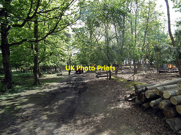 Photo 6"x4" Brownsea Island South Shore tree felling operations,  Sandbanks c2012