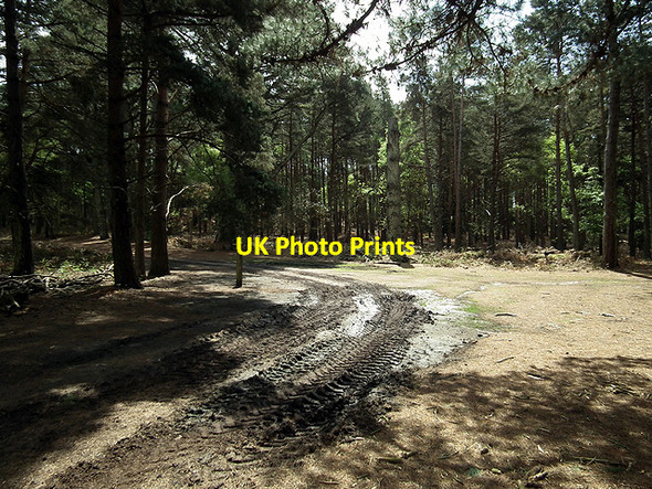 Photo 6"x4" Churned track in a forest glade on Brownsea Lower Hamworthy c2012