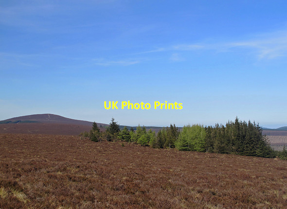 Photo 6"x4" Conifers on the Hill of Gothie Hill of Gothie c2012