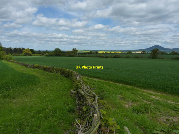 Photo 6"x4" Freshly laid hedge near Woodside Coundmoor c2012