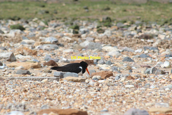 Photo 6"x4" Oyster Catcher, Snettisham Beach, Norfolk Shepherd's Port c2012