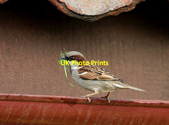 Photo 6"x4" A house sparrow at Knowes Farm Shop East Linton c2012
