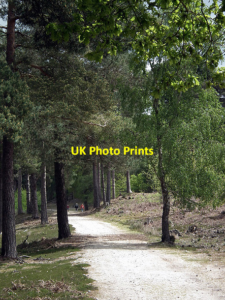 Photo 6"x4" Track through Brownsea Lower Hamworthy c2012