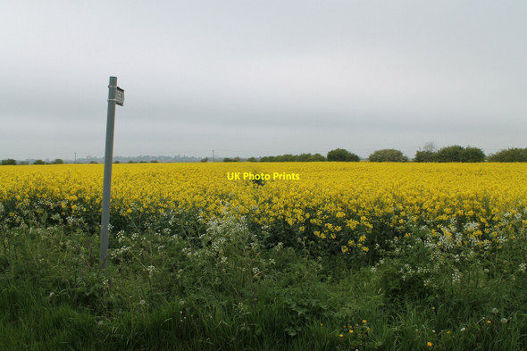 Photo 6"x4" Footpath through the Oil Seed Rape Burgh le Marsh c2012