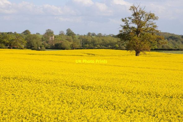 Photo 6"x4" Oilseed rape field, Severn Stoke Severn Stoke c2012