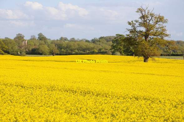 Photo 6"x4" Oilseed rape at Severn Stoke Severn Stoke c2012