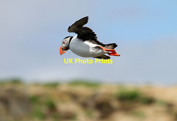 Photo 6"x4" A puffin on the Isle of May Tarbet Hole c2012