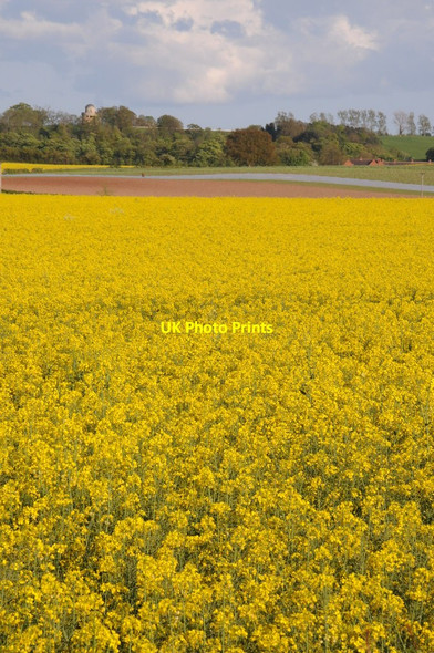 Photo 6"x4" Oilseed rape near Sandford Farm Villa Birch Green\/SO8545 c2012