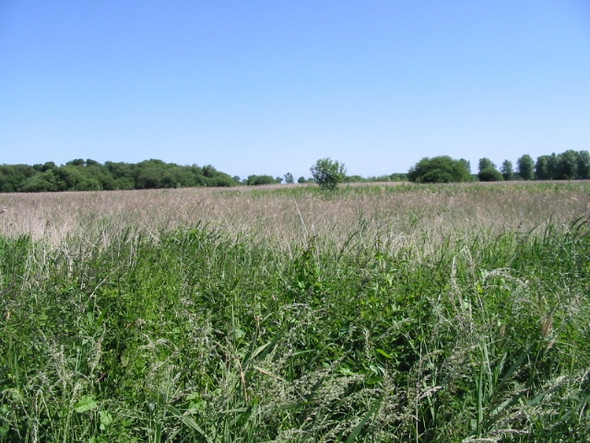 Photo 6"x4" Looking N across the reed beds in the Newnham Valley Grove Hill\/TR2360 c2008