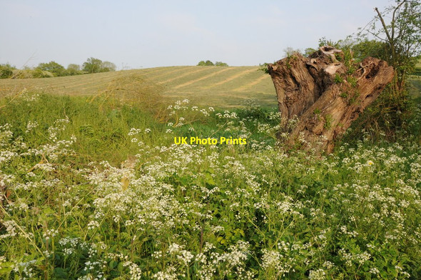 Photo 6"x4" Silage field Chatley c2012