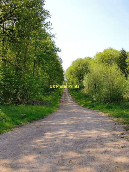 Photo 6"x4" Forestry Commission track, Tugley Wood Highstreet Green\/SU9835 c2012