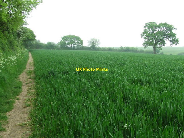 Photo 6"x4" Footpath And Field Haverhill\/TL6645 c2012