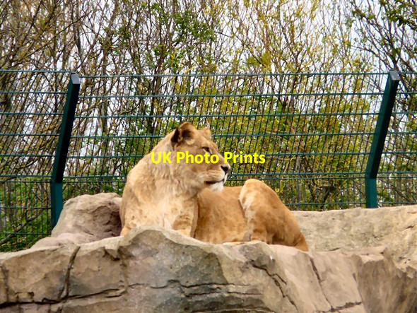 Photo 6"x4" Lion at Blackpool Zoo Blackpool\/SD3136 c2012