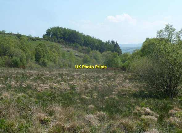 Photo 6"x4" Boggy and tussocky grassland Cwmbelan c2012