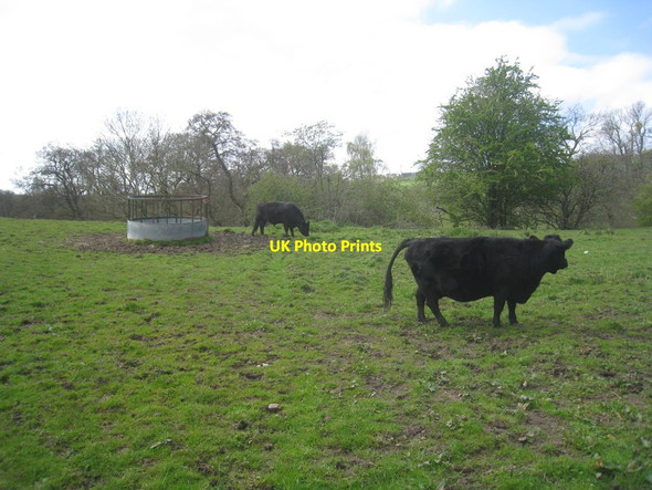 Photo 6"x4" Rough pasture at Edlingham Edlingham c2012