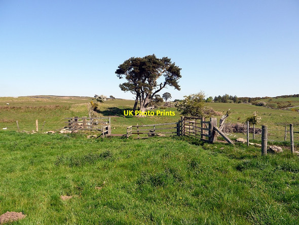 Photo 6"x4" Footpath east of Gled Law East Horton c2012