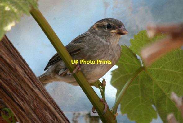 Photo 6"x4" Seatown House Sparrow (Passer domesticus) Lossiemouth c2012