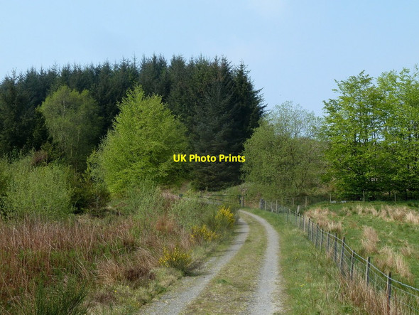 Photo 6"x4" Forestry track to Red Lion Hill David's Well c2012