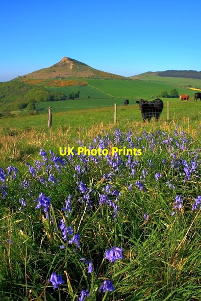 Photo 6"x4" Bluebells on Cliff Ridge Great Ayton c2012