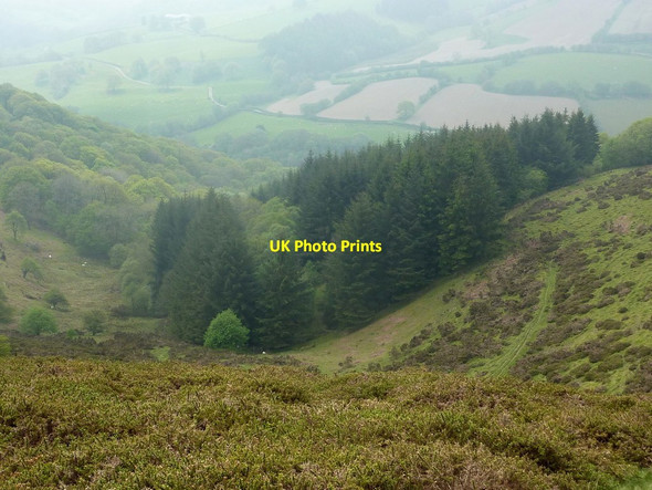 Photo 6"x4" Neuadd-fach Wood from above Llananno c2012