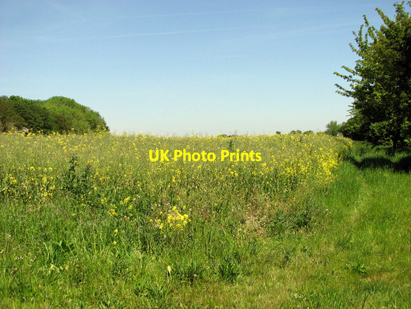 Photo 6"x4" Field west of Seething Road Hedenham c2012