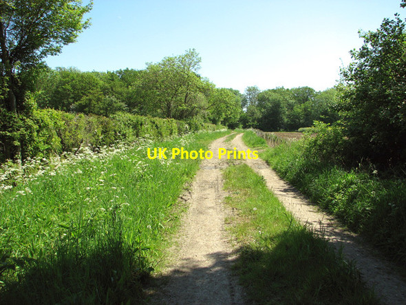 Photo 6"x4" Approaching Tearcoat Plantation on Wash Lane Hedenham c2012