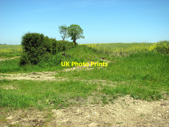 Photo 6"x4" Hedge field boundary north of Wash Lane Hedenham c2012