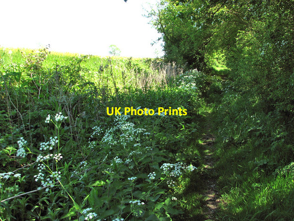 Photo 6"x4" Remains of Wash Lane Hedenham c2012
