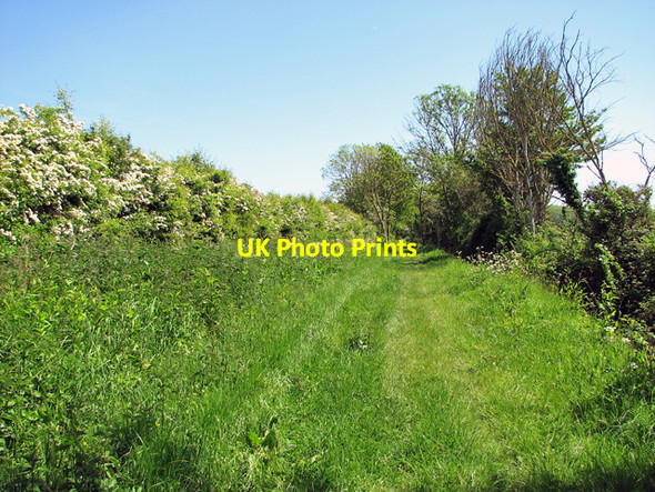 Photo 6"x4" Flowering hedgerow beside Wash Lane Hedenham c2012