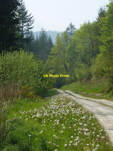 Photo 6"x4" Track towards Abbeycwmhir from Brynmoel Abbeycwmhir c2012