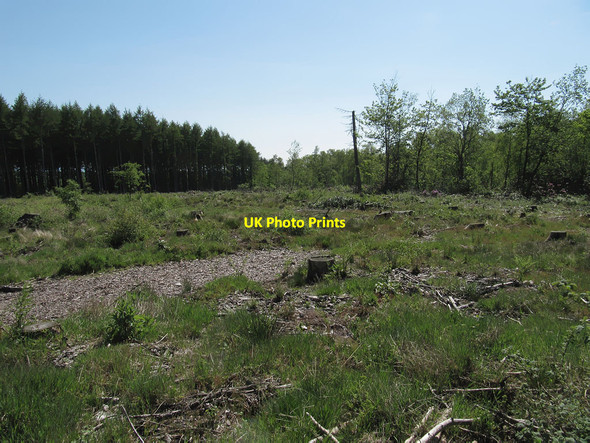 Photo 6"x4" Recently cleared conifers Cawthorne\/SE7789 c2012