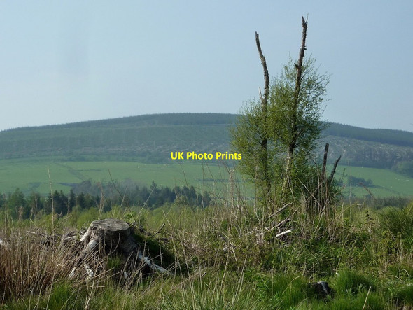 Photo 6"x4" Cleared forestry land Bwlch-y-sarnau c2012