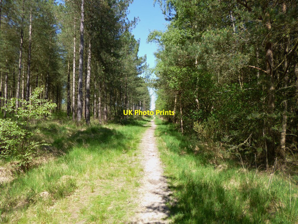 Photo 6"x4" Ashley Heath, path Ebblake c2012