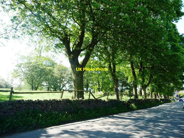 Photo 6"x4" Trees on the east side of High Street, Ipstones Ipstones c2012