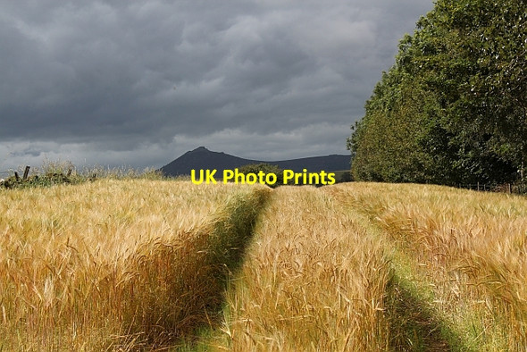 Photo 6"x4" A narrow strip of Barley Damhead\/NJ7326 c2011
