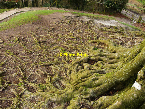 Photo 6"x4" Avebury - Roots Avebury\/SU1069 c2012