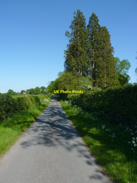 Photo 6"x4" Tall trees in the woods Coldham\/SJ8508 c2012