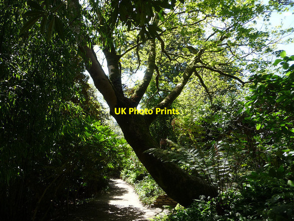 Photo 6"x4" Gardens of Heligan Kestle\/SW9945 c2012 P1