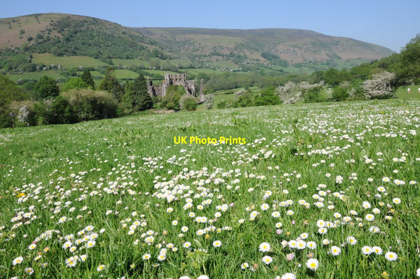 Photo 6"x4" Daisies and Llanthony Priory Llanthony c2012