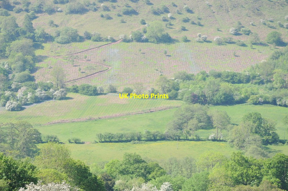 Photo 6"x4" Trees planted on the slopes of Graig Ddu Llanthony c2012