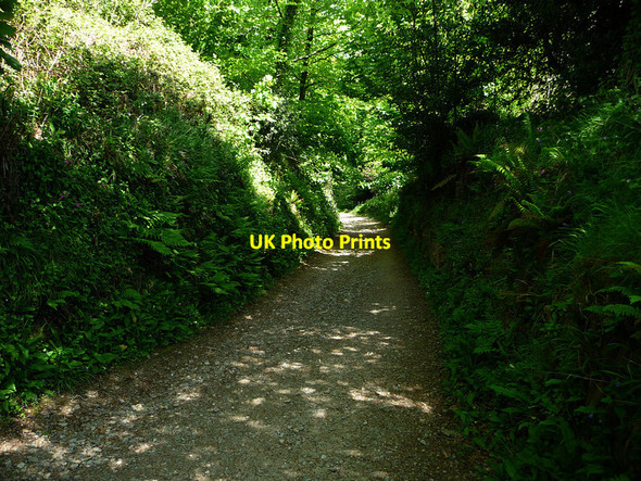 Photo 6"x4" Gardens of Heligan Kestle\/SW9945 c2012