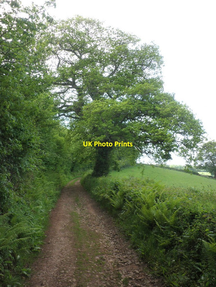 Photo 6"x4" Hill Lane, on Withycombe Hill Carhampton c2012